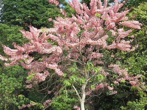 四季開花喬木|【四季開花喬木】四季絢爛，不間斷綻放！盤點台灣四季開花喬。